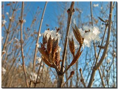Seed Pods & Snow Crystals - by Roger Lynn