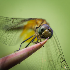Dragonfly, holding on against the wind, Botanic Garden, Singapore.