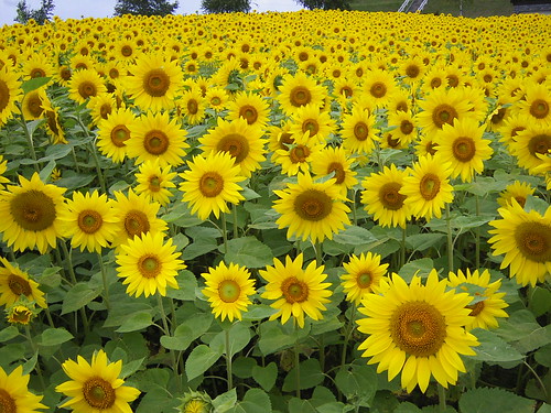 Helianthus annuus, heliotropism, lessons from sunflowers, seasonal plant, sunflowers