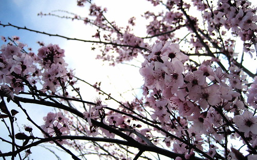 cherry blossoms wallpaper. Wallpaper Renditions - Cherry