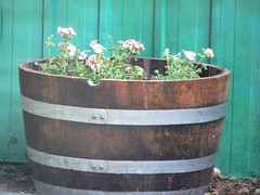 geraniums in a wine barrel