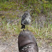 South Island Robin on my boot