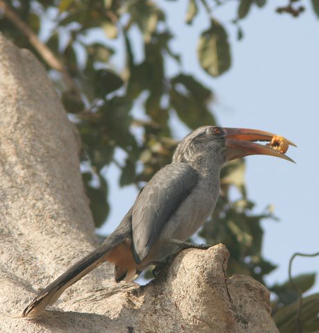 Malabar Grey Hornbill with fruit