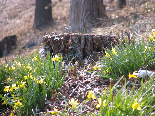 Daffodils in Rose Park