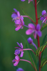 996263991 Rose_Bay_Willow_Herb 2007-07-31_20:22:39 Bald_Hill