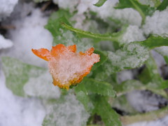 Calendula in snow