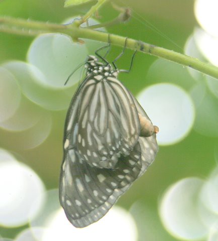 Butterfly, IMG_0890.JPG