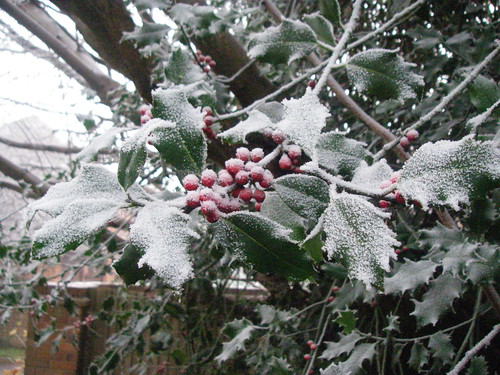 Frost on Berries
