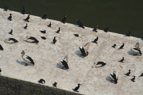 Birds at Hume Dam