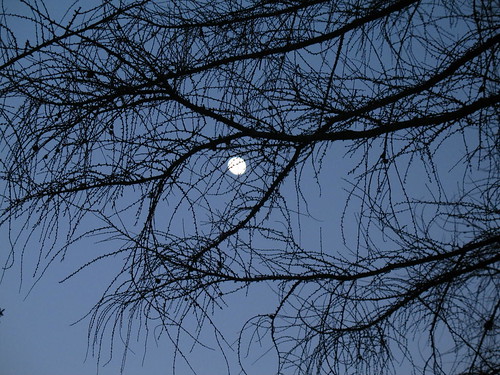 La luna fra gli alberi