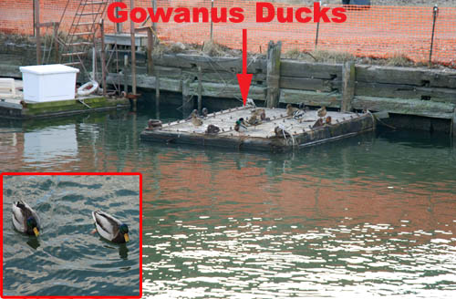 Gowanus Ducks