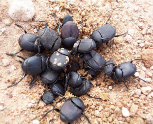 beetlegroup