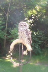 barred owl tethered out