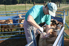 Deworming lambs in a chute