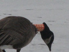 another banded goose