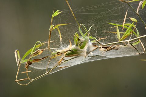 Spider Web on Bamboo Shoots, Dandeli