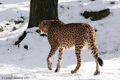 Cheetah in Contrast