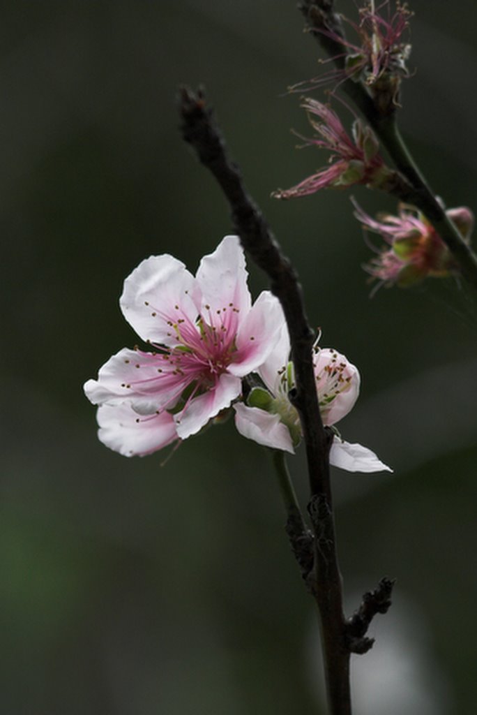 台北藝大的櫻花