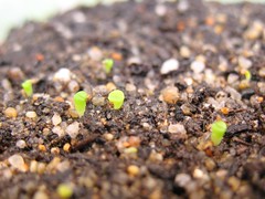 Lithops Seedlings (6 Days Old)