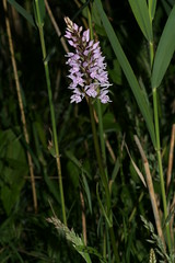 548807291 Common_Spotted_Orchid 2007-06-13_19:23:10 Cothill