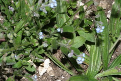 534443750 Forget-me-not 2007-06-06_19:07:12 Aston_Rowant