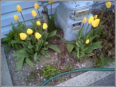 tulips and the gas meter