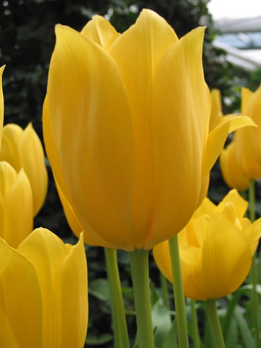 sárga_tulipán