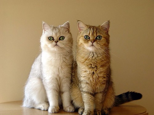 kucing Parsi kembar