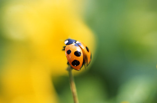 ladybird by nino**