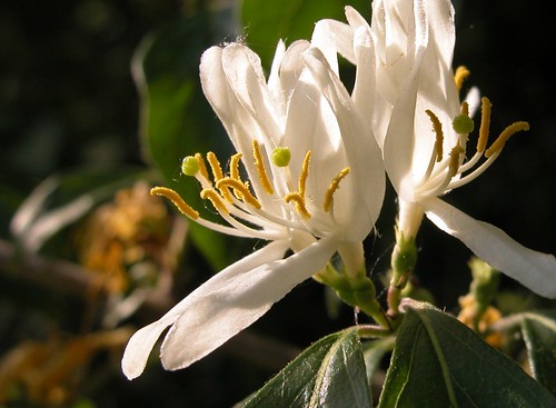 Honeysuckle Blooming