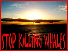 STOP KILLING WHALES