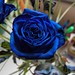 Rose aux bleus de l'âme