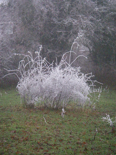 Meadow in Frost