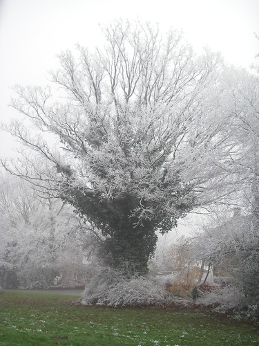 Tree in Frost