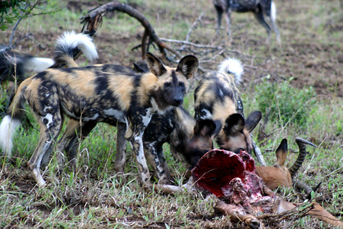 African Wild Dog Pictures