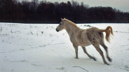  White horse running on snow, Sunnyslope AR 