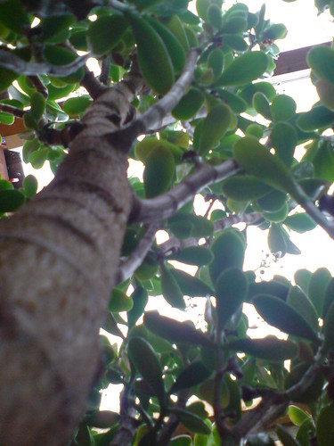 money plant tree. Crassula ovata - Money Tree