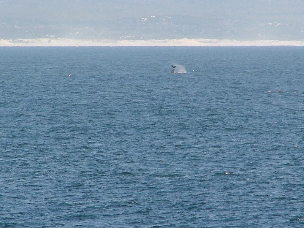een walvis