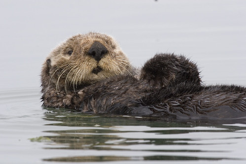 Sea Otter preening itself in Morro Bay, CA  sea-otter-morro-bay_13
