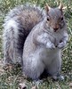 Squirrel Nutkinn