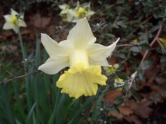 Burgess_Park Daffodils