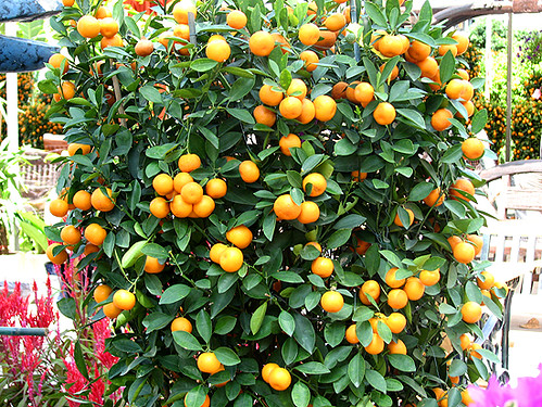 Little Oranges