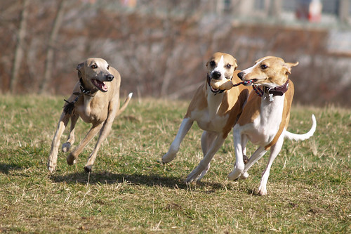 Whippets in action (Coco, Marley and Nisha)