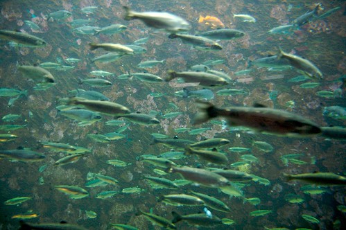 Seattle Aquarium - Mar 2007