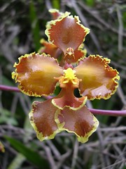Orchid tropical flower Amazon Peru Kuelap Chachapoyas
