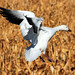 Spread Snow Goose Landing - by Fort Photo