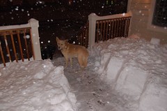 Steve carves a safe puppy passage through the snow