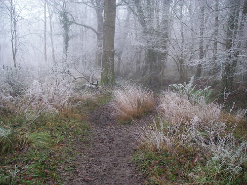 Walk in Winter Forest