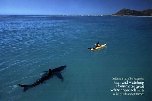 Shark & Kayak