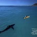 Shark & Kayak